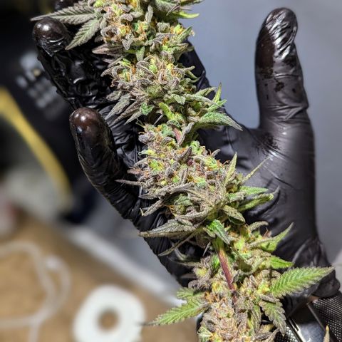 Connie growlog timeline photo