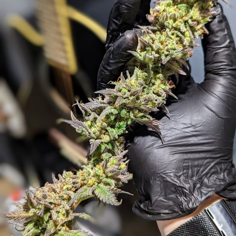 Connie growlog timeline photo