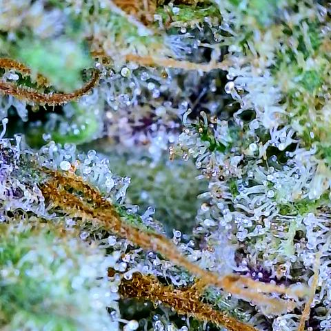 Connie growlog timeline photo