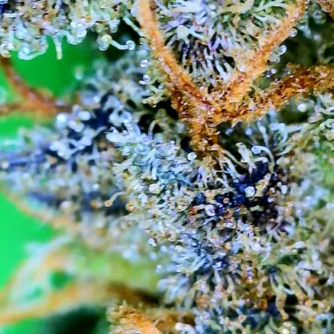 Connie growlog timeline photo