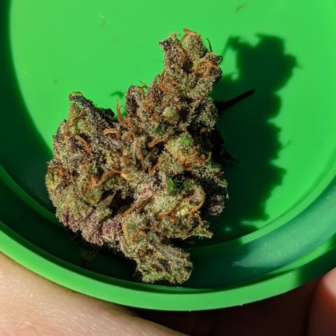 Connie growlog timeline photo
