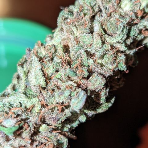 Connie growlog timeline photo