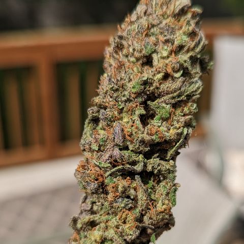 Connie growlog timeline photo