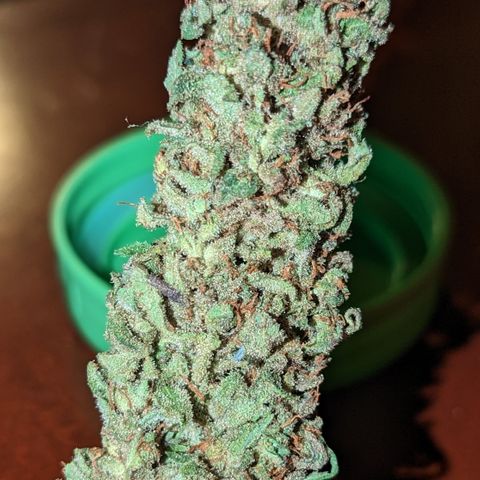 Connie growlog timeline photo