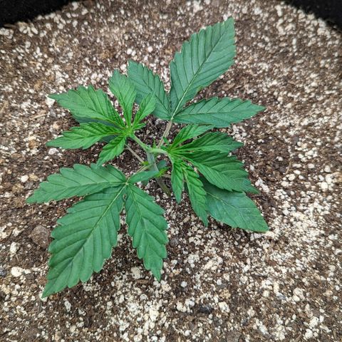 Big Mama growlog timeline photo