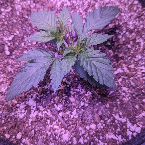 Lucy III growlog timeline photo
