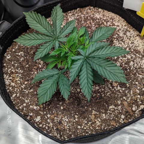 Big Mama growlog timeline photo