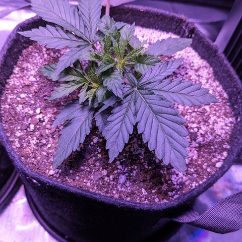 Lucy III growlog timeline photo