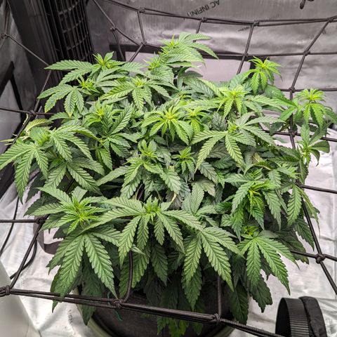 Big Mama growlog timeline photo