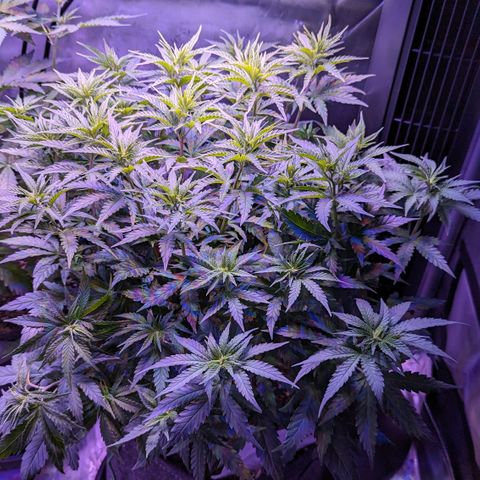 Lucy III growlog timeline photo