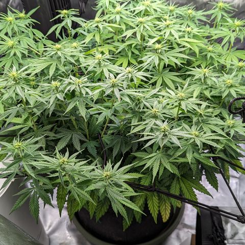 Big Mama growlog timeline photo