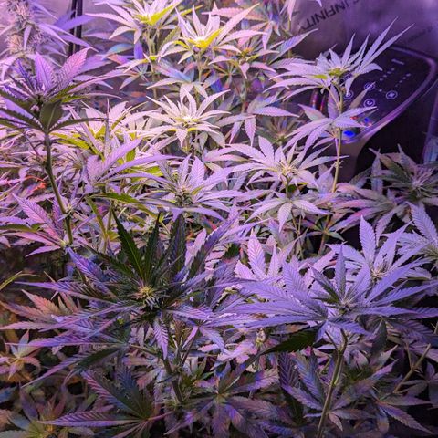 Lucy III growlog timeline photo