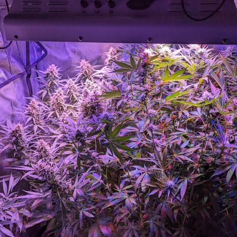 Lucy III growlog timeline photo