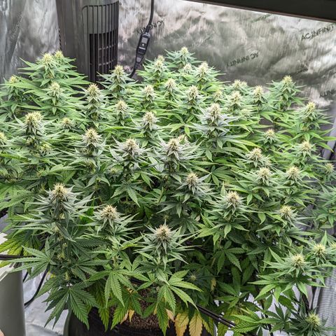 Big Mama growlog timeline photo