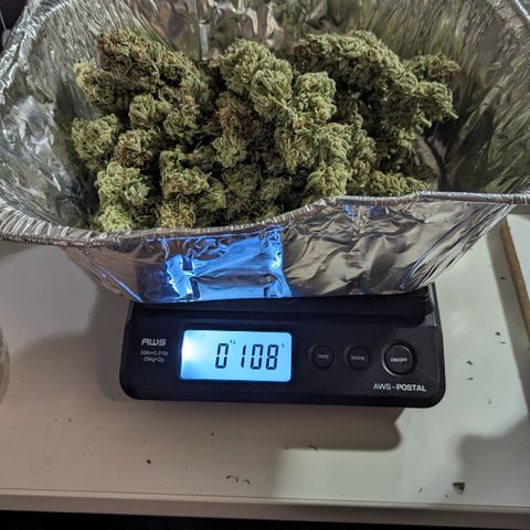 Lucy III growlog timeline photo