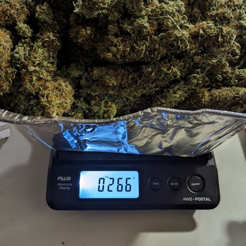 Big Mama growlog timeline photo