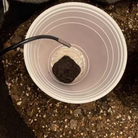 Auto Orange Bud - Grow 1 growlog photo