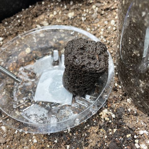 Auto Orange Bud - Grow 1 growlog photo