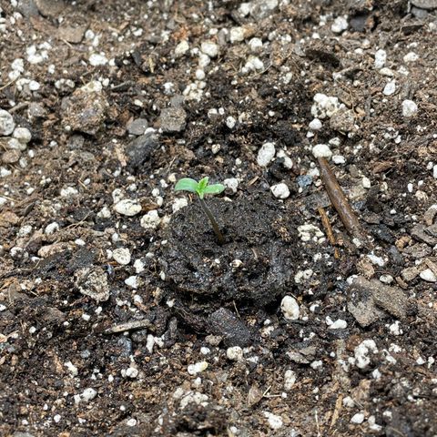 Auto Orange Bud - Grow 1 growlog photo