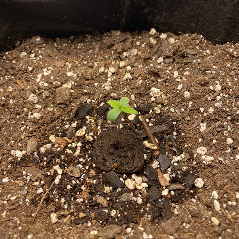 Auto Orange Bud - Grow 1 growlog photo