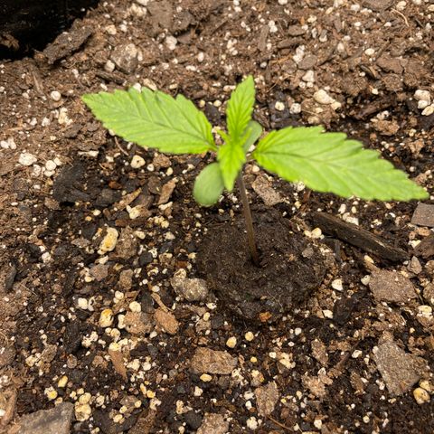 Auto Orange Bud - Grow 1 growlog photo
