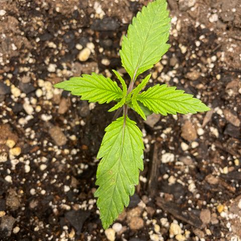 Auto Orange Bud - Grow 1 growlog timeline photo