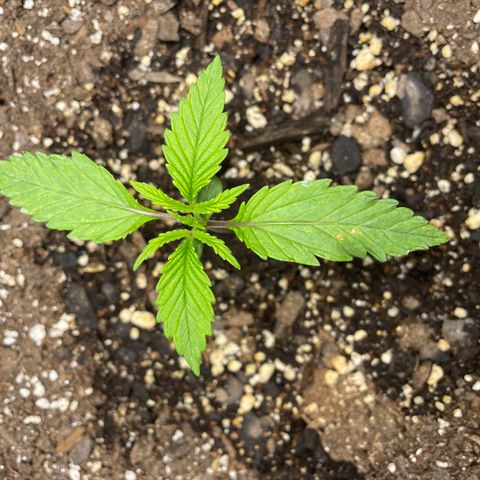 Auto Orange Bud - Grow 1 growlog timeline photo