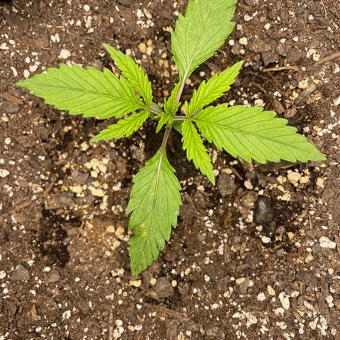 Auto Orange Bud - Grow 1 growlog timeline photo
