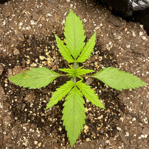 Auto Orange Bud - Grow 1 growlog timeline photo