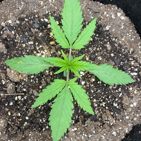 Auto Orange Bud - Grow 1 growlog timeline photo