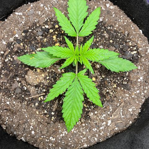 Auto Orange Bud - Grow 1 growlog timeline photo