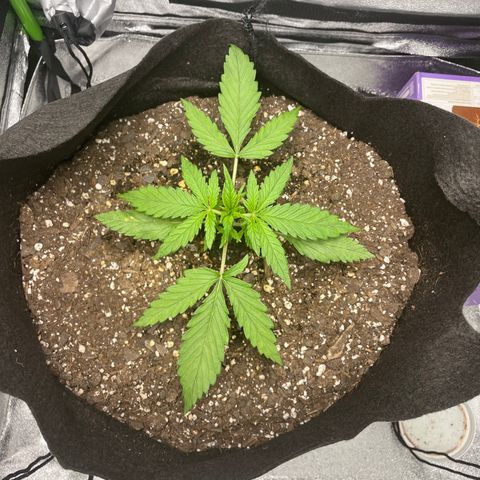 Auto Orange Bud - Grow 1 growlog timeline photo