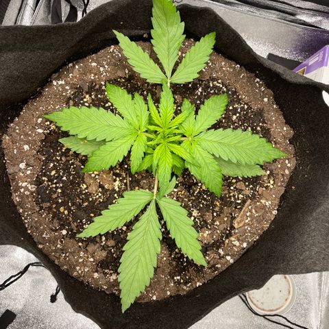 Auto Orange Bud - Grow 1 growlog timeline photo