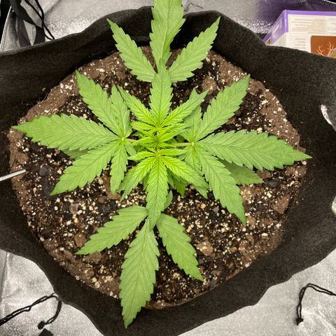 Auto Orange Bud - Grow 1 growlog timeline photo