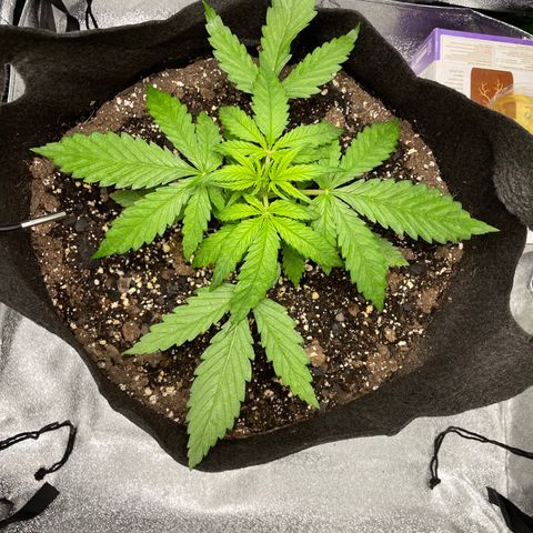 Auto Orange Bud - Grow 1 growlog timeline photo