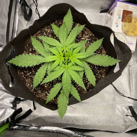 Auto Orange Bud - Grow 1 growlog timeline photo