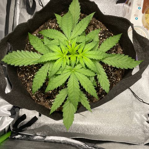 Auto Orange Bud - Grow 1 growlog timeline photo