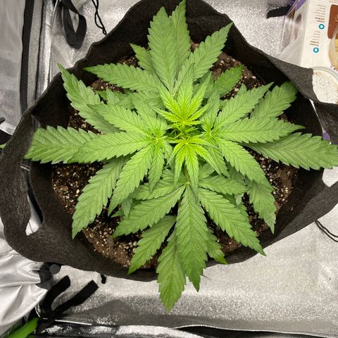 Auto Orange Bud - Grow 1 growlog timeline photo
