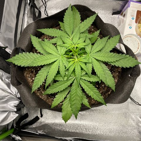Auto Orange Bud - Grow 1 growlog timeline photo