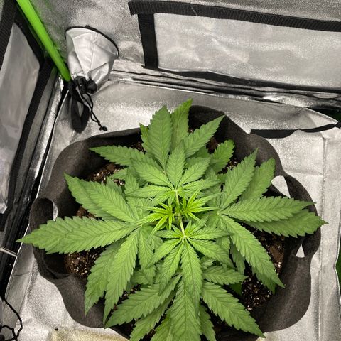 Auto Orange Bud - Grow 1 growlog timeline photo
