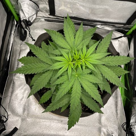 Auto Orange Bud - Grow 1 growlog timeline photo