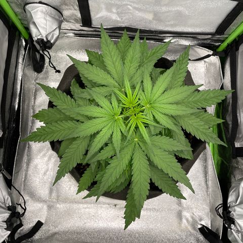 Auto Orange Bud - Grow 1 growlog timeline photo