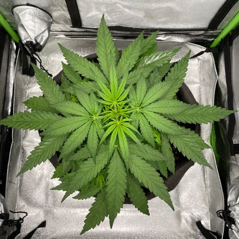 Auto Orange Bud - Grow 1 growlog timeline photo