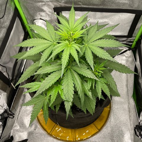 Auto Orange Bud - Grow 1 growlog timeline photo