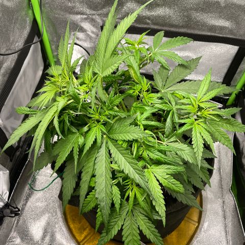 Auto Orange Bud - Grow 1 growlog timeline photo
