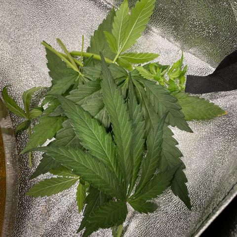 Auto Orange Bud - Grow 1 growlog timeline photo