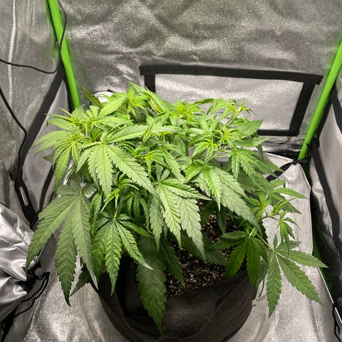 Auto Orange Bud - Grow 1 growlog timeline photo