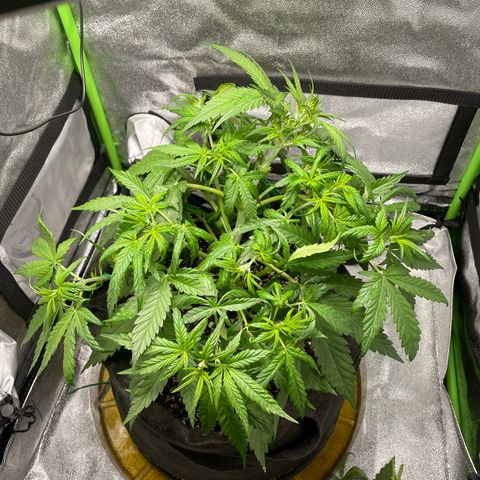Auto Orange Bud - Grow 1 growlog timeline photo