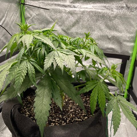 Auto Orange Bud - Grow 1 growlog timeline photo