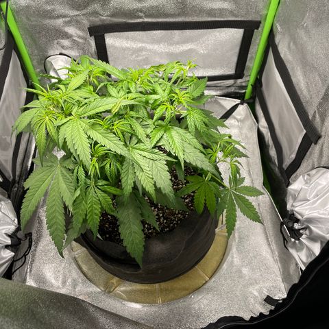 Auto Orange Bud - Grow 1 growlog timeline photo